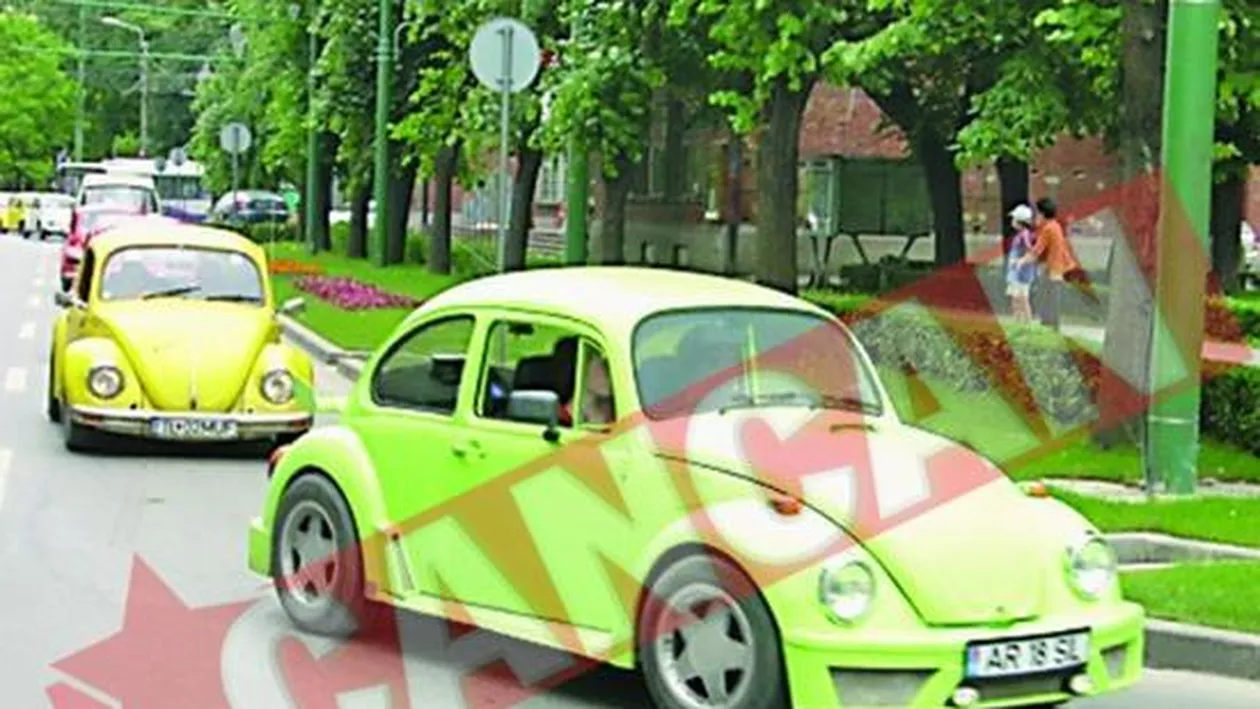 Invazie de broscute la Timisoara