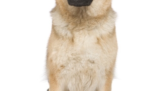 Ce spune animalul de companie despre el