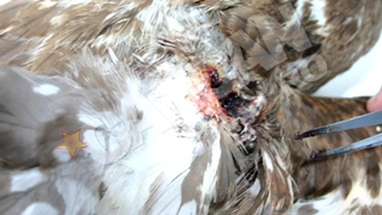 Uliu sorecar salvat de la moarte