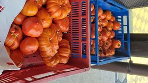 Prețuri ireale! Cu câți lei a ajuns să se vândă în piață un kilogram de roșii românești