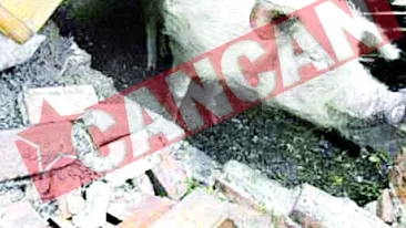 A supravietuit 36 de zile sub daramaturi