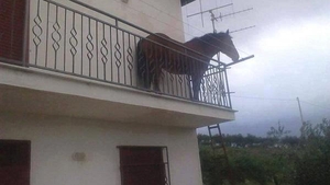 Uluitor! Un cal, fotografiat în balconul unei case din Florești