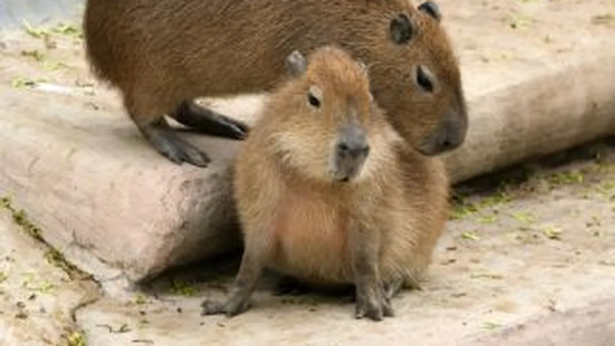 Castorii si soarecii de camp, vinovati de producerea inundatiilor din Polonia