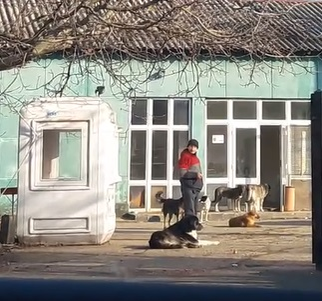 Fostul imperiu TEC, raiul câinilor vagabonzi