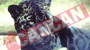 Au furat blana jaguarului Bety, mort la Zoo