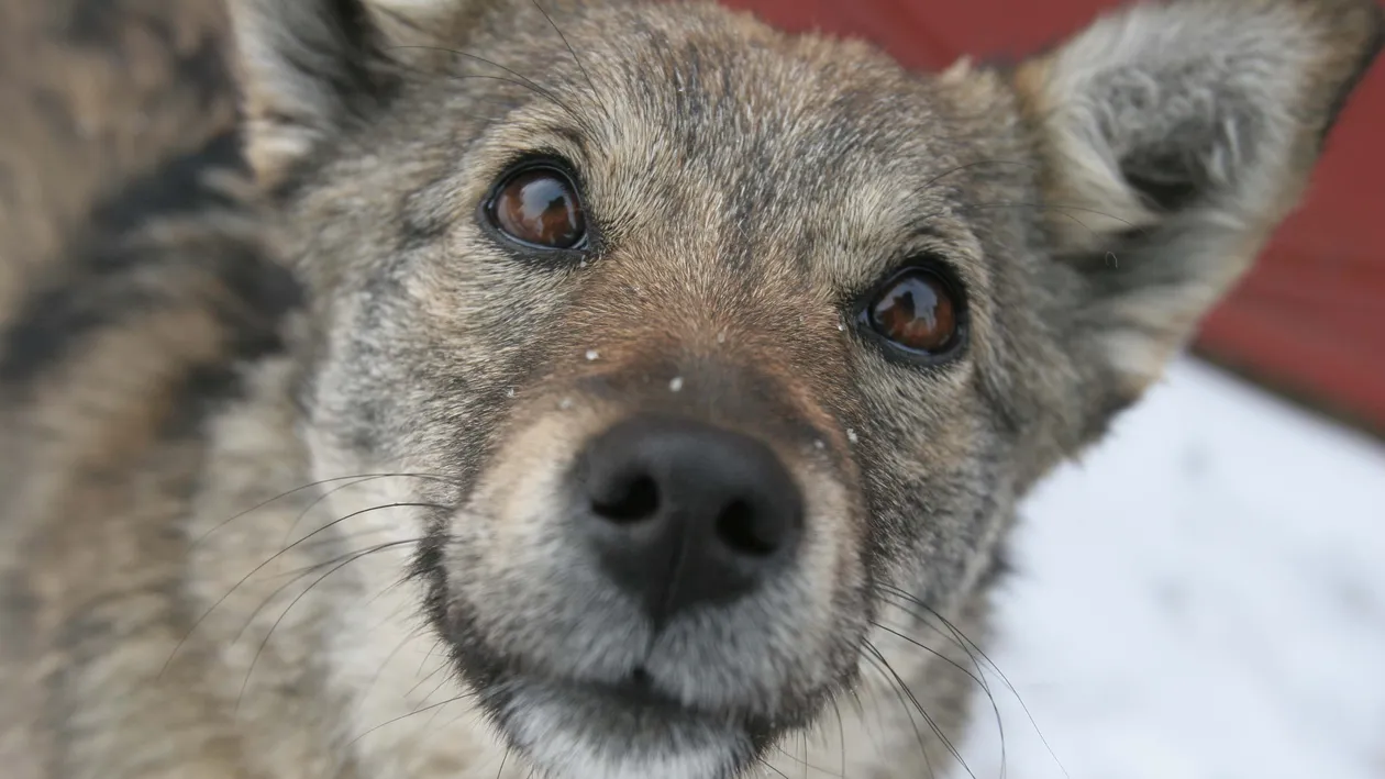 Maidanezii au mai făcut o victimă! Un barbat de 50 de ani a ajuns la spital din cauza lor