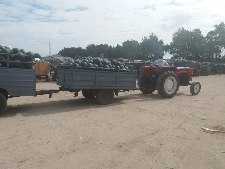 Cultivatorii sunt disperați că nu își recuperează investiția