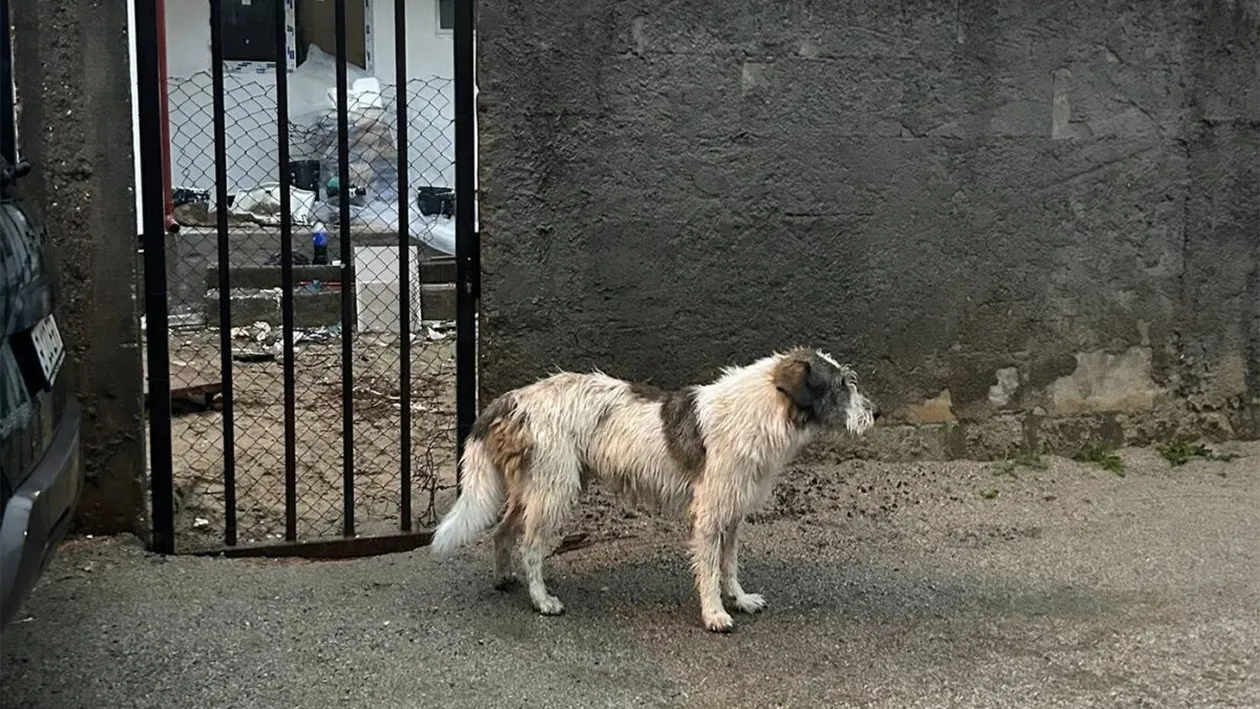 S-a schimbat legea! Amendă de 500 de lei pentru românii care stau la casă, au câine în curte și fac această greșeală