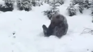 Acest video a devenit viral! Uite cum se bucură un ursuleţ de zăpada de la Azuga