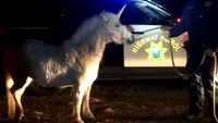 Un unicorn a mobilizat o întreagă echipă de poliţie. Vezi cum a decurs misiunea de 4 ore de urmărire a animalului mitologic!