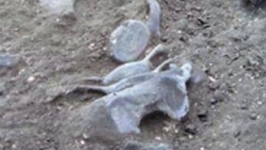 Fosilele unei balene primitive au fost descoperite in Antartica!