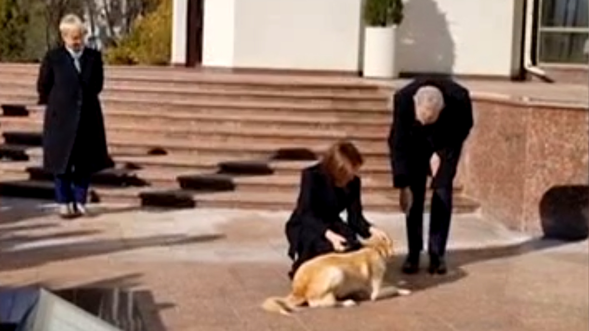Câinele Maiei Sandu l-a mușcat de mână pe președintele Austriei. Oficialul s-a ales cu un bandaj după “atacul” lui Codruț