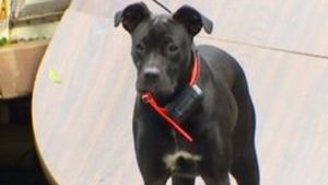 A ramas INTERZIS atunci cand cainele lui a venit acasa cu asta. "M-am gandit ca daca sun la politie ma inchid pe loc"!