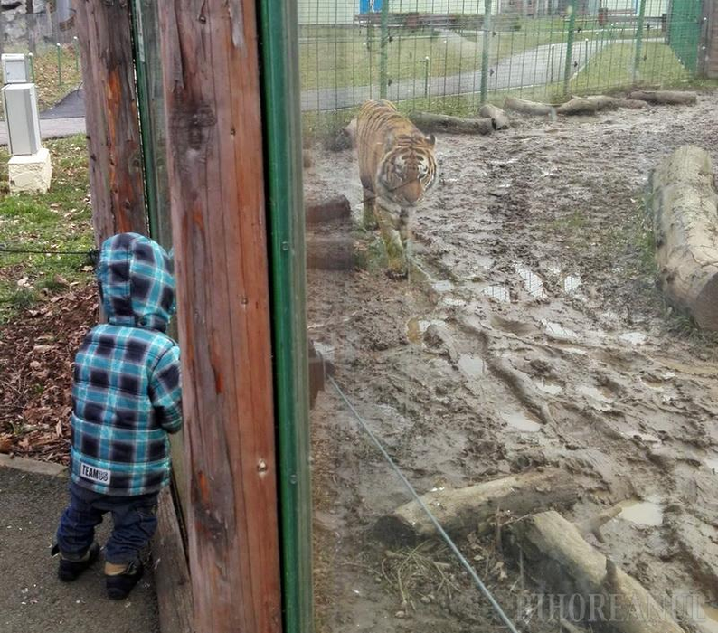 Unul dintre copiii Cătălinei, la Zoo Oradea (Foto: ebihoreanul.ro)