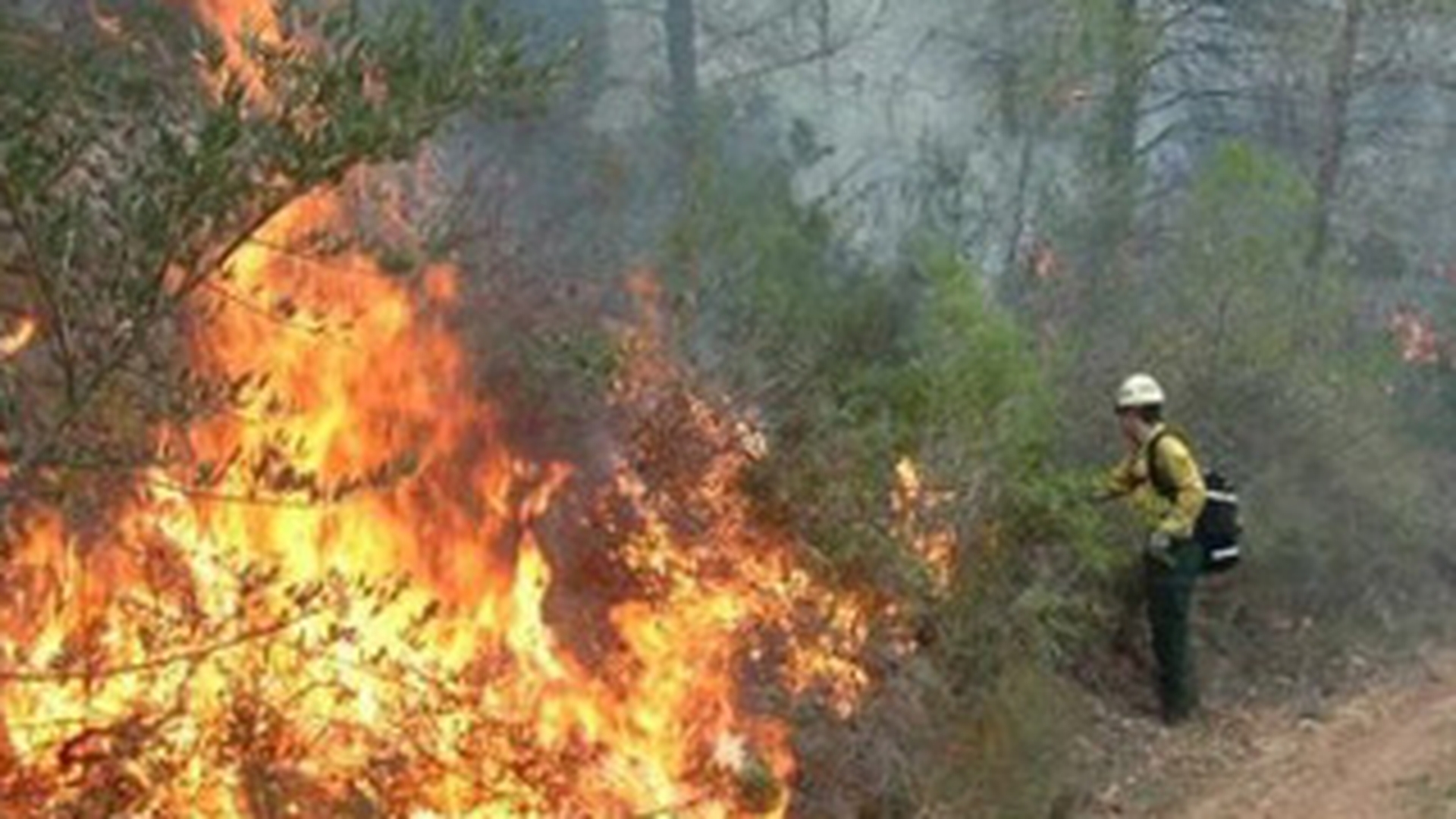 Incendiu puternic de padure in Muntii Buzaului