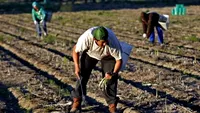 The Guardian: „Sparanghelul din Germania a bătut pandemia. Recoletele mai importante decât sănătatea. Românii, obligați să se întoarcă la muncă în condiții inumane”