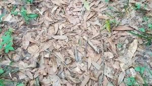 Iluzie optică mindblowing! Descoperă șarpele ascuns în imagine în doar 10 secunde