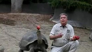 VIDEO O broasca testoasa poate jongla cu un mar mai bine decat un circar!