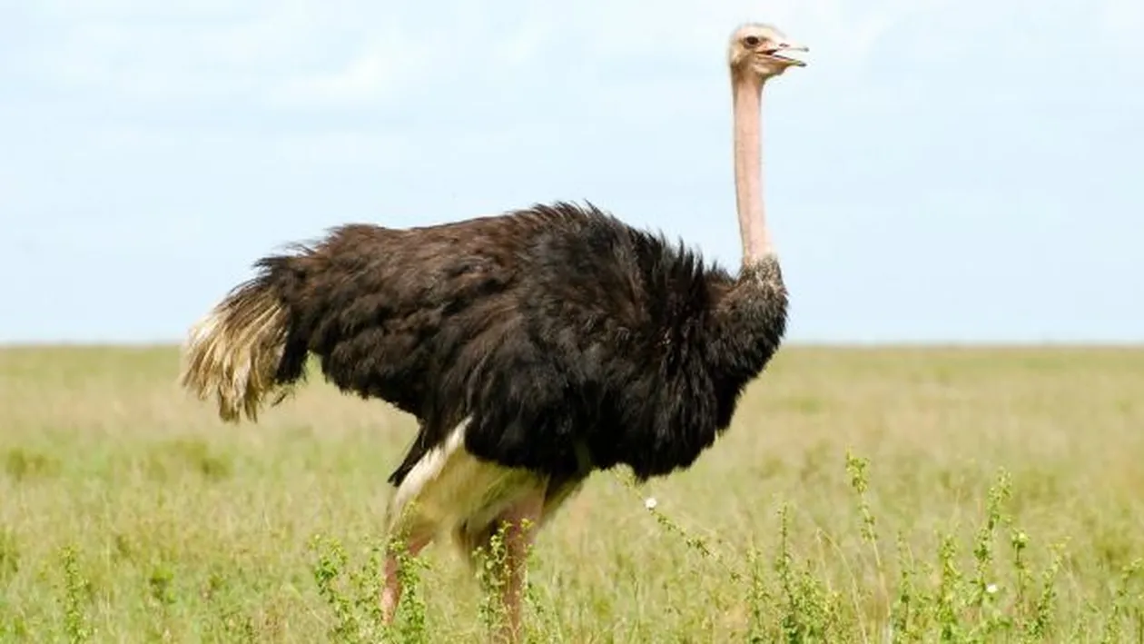 Ciclişti urmăriţi de un… struţ! Vezi filmuleţul care a făcut furori în lumea virtuală!