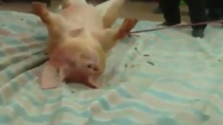 Credeai ca taranii nostri sunt barbari cand taie porcul? Uite-i pe vietnamezi ce ritual dement au - Taie bietul animal pe jumatate de viu