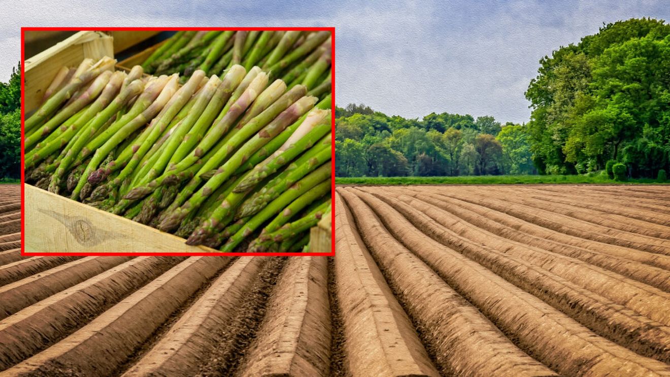 „Pățania” trăită de un român care a mers la cules de sparanghel în Germania. A ajuns direct la spital