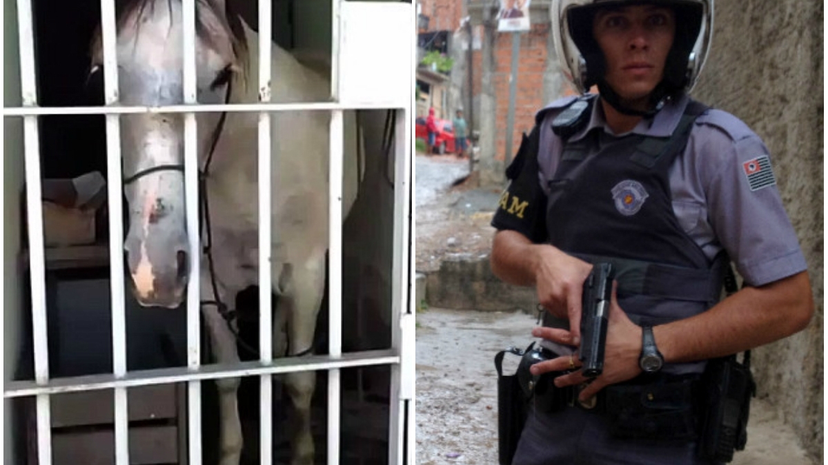 Cel mai ridicol arest făcut vreodată! Poliţiştii au băgat după gratii un cal. Ce făcuse atât de teribil animalul