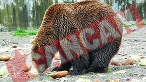 Carciuma in pragul falimentului, dupa plecarea lui Cocolino