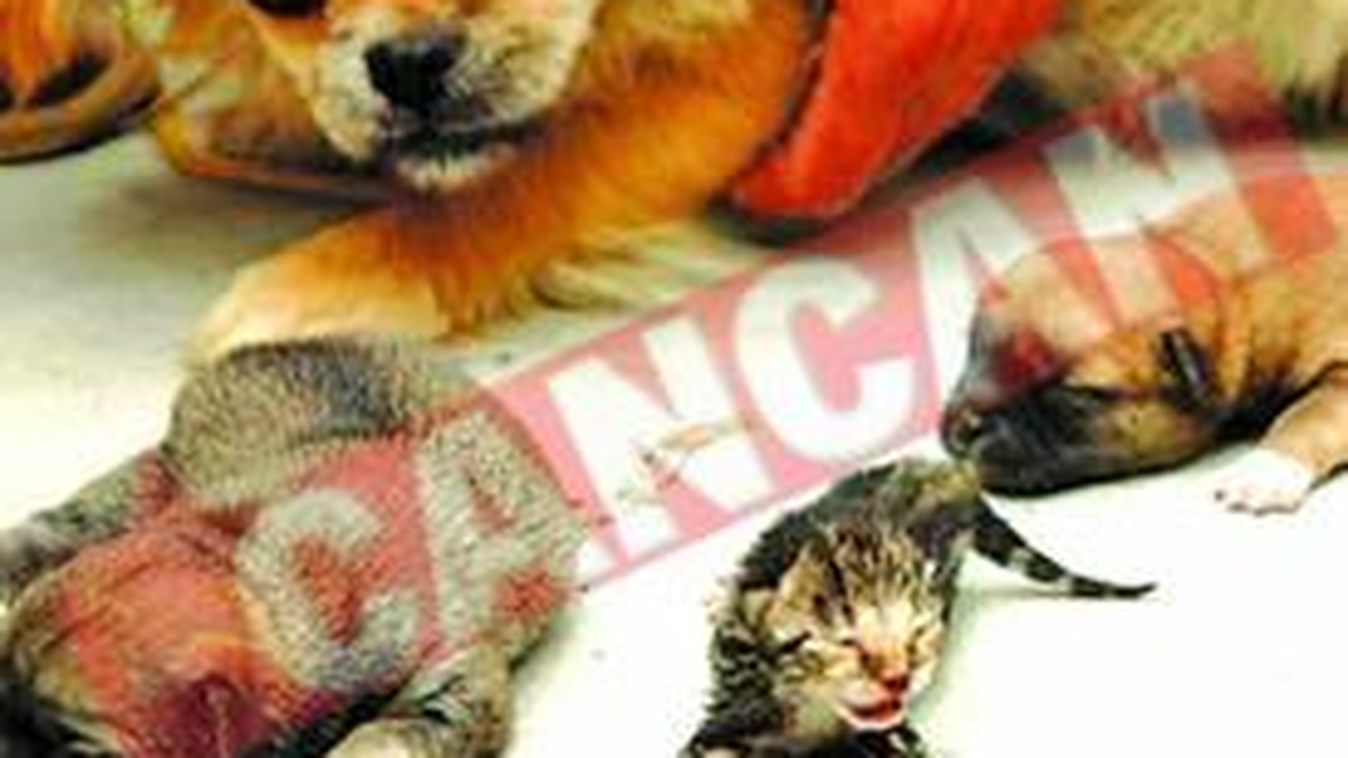 O catea a fatat o pisica