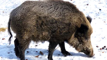 Un iesean a fost muscat de picioare de un mistret!