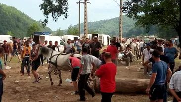VIDEO. Cai loviți cu sălbăticie de proprietari, la un târg din Argeș. Motivul bătăii este halucinant
