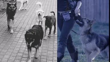 Cum ne putem salva viața, dacă suntem atacați de o haită de câini agresivi. Ce ne învață experții în dresaj