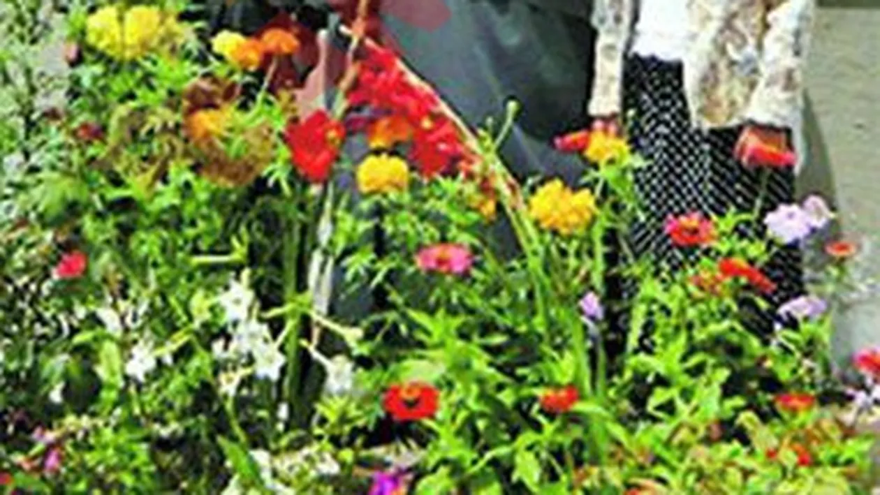 Staretul a fugit cu maicutele!