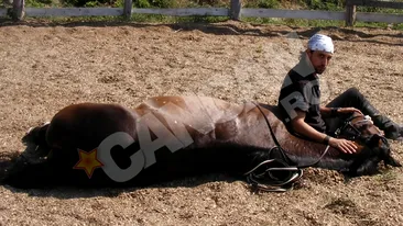 Denis Stefan va juca in Narcisa Salbatica!