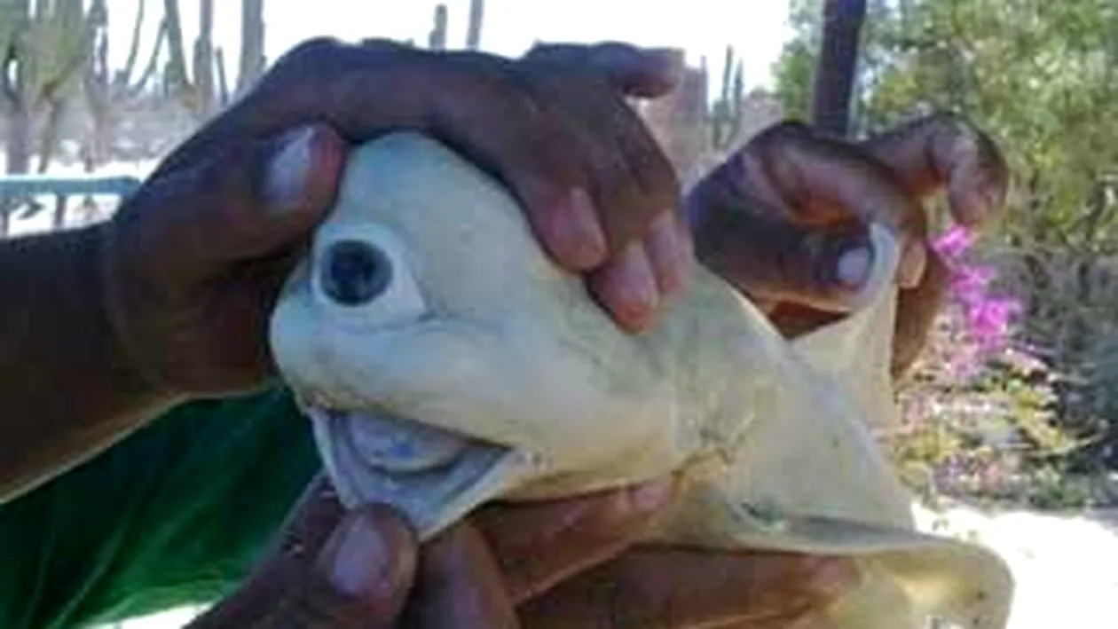 Un rechin albinos cu un singur ochi a fost descoperit de catre un pescar