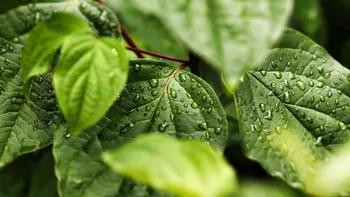 Plantele care alungă insectele în mod natural. Sunt ideale pentru curte, balcon și terasă