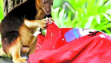 Este Craciun si pentru ele!