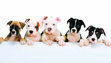 Animalele se comporta cu stapanii in functie de zodie