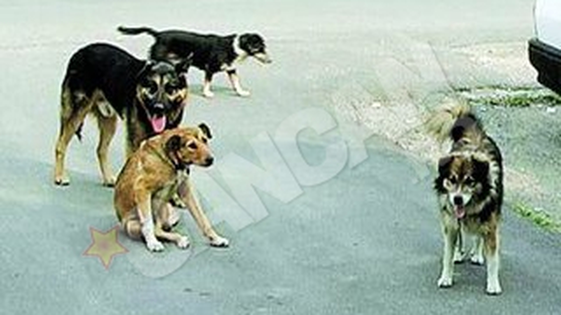 Zeci de iubitori de animale au protestat la Ploiesti nemultumiti de legea cainilor comunitari