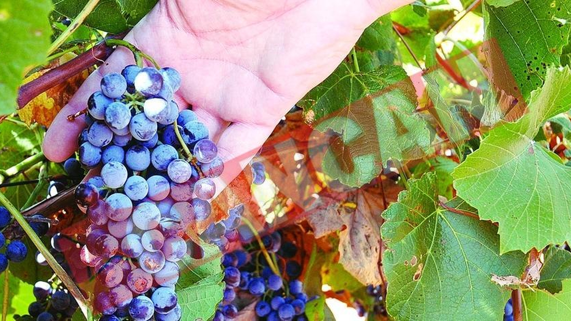Vinul romanesc, amenintat de seceta