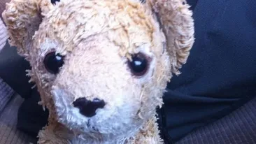 O femeie a gasit in tren acest ursulet de plus. Este incredibil ce s-a intamplat dupa ce a publicat poza pe Internet