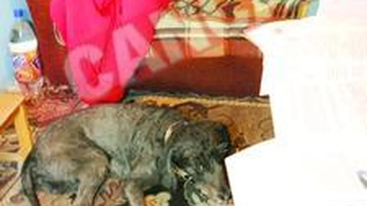 O nevazatoare, lasata pe strazi de autoritatile bucurestene