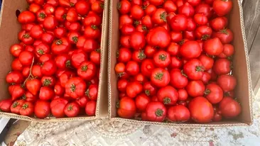 Preț record pentru roșii românești de anul acesta. Cât va costa un kilogram