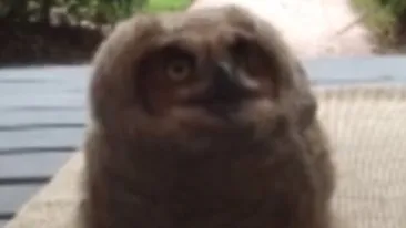 S-a trezit dimineata si a deschis usa! Ce a gasit pe pres o sa tina minte toata viata! Se misca de pe un picior pe altul