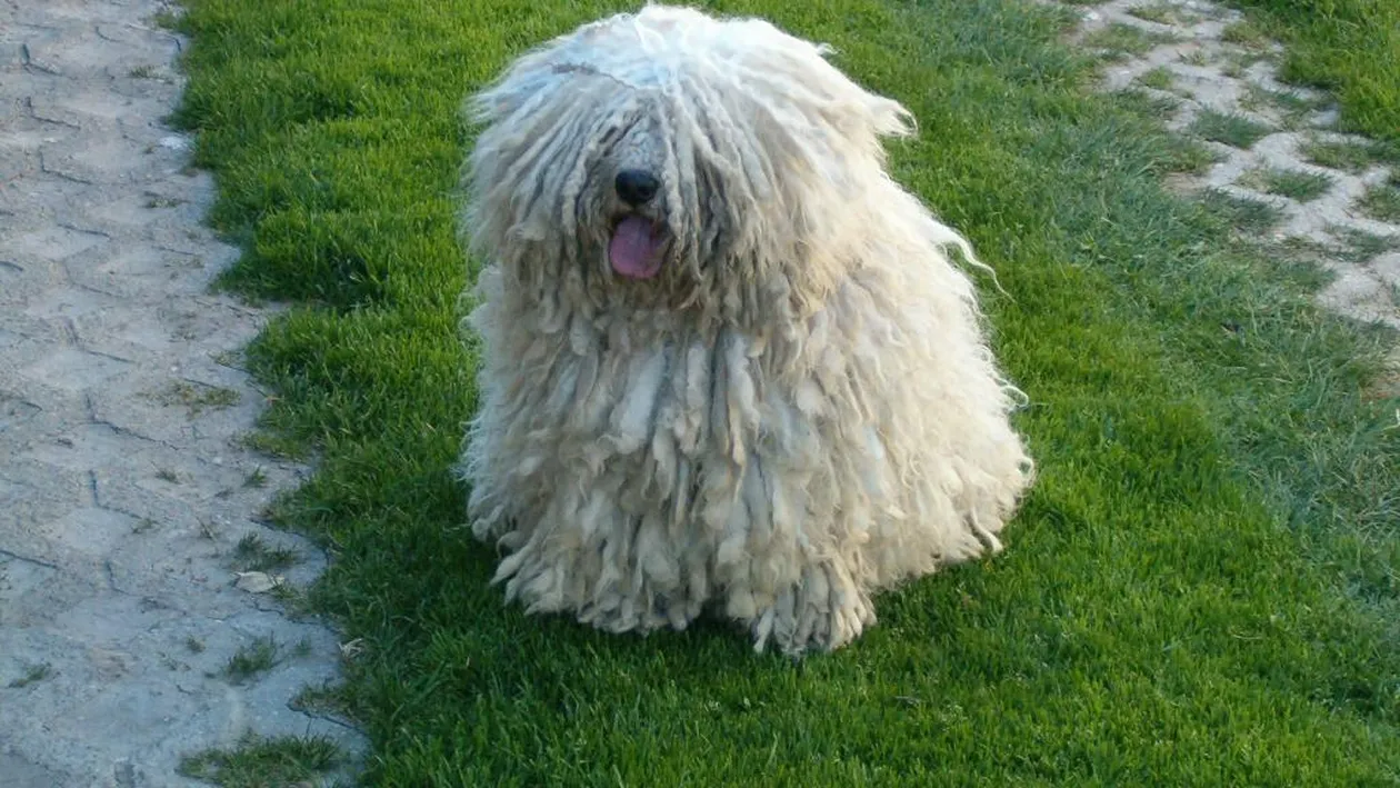 Topul celor mai ciudate rase de caini: vei rade cand ii vei vedea!
