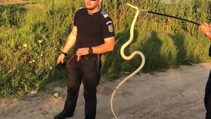 Șarpe de doi metri, prins de jandarmi în casa unei familii din Mehedinți