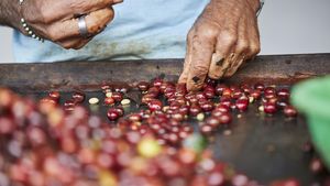 (P) Originea contează: Cele mai apreciate regiuni producătoare de cafea boabe