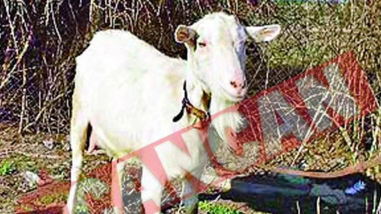 S-a insurat cu o capra