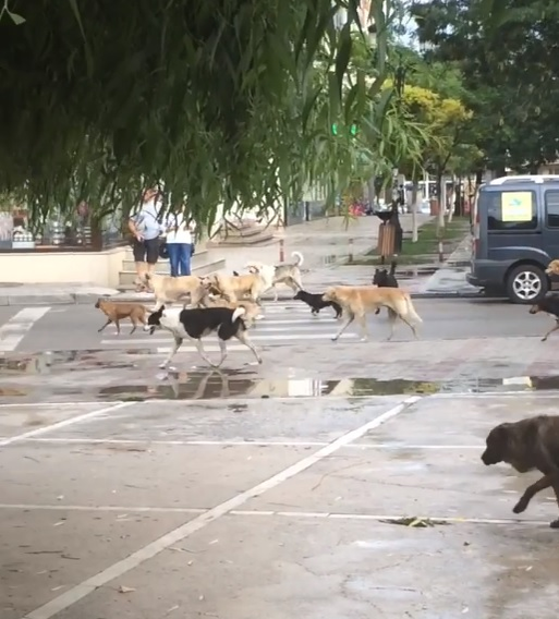 Câinii vagabonzi au pus stăpânire pe străzile din Caracal
