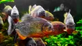 BANCUL ZILEI. MARIA: – Bă Ioane, dacă îți bag un piranha în chiloți, știi ce face?