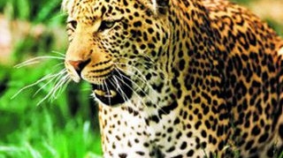 Un jaguar a evadat si a atacat un cal